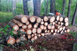Piła Łańcuchowa Spalinowa Mocna Pilarka XXL 2xŁańcuch Prowadnica Olej 5,7KM